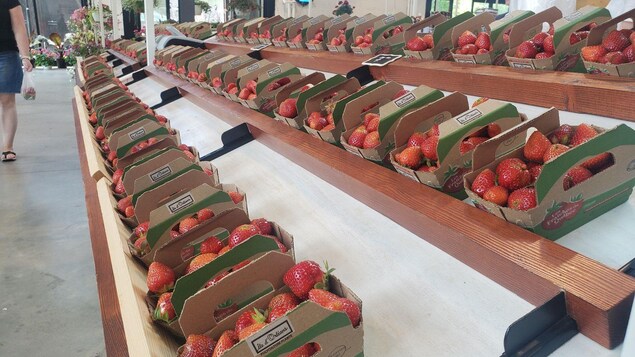 Les producteurs de fraises du Québec font face à leurs concurrents étrangers