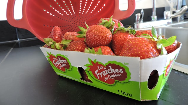 Des fraises du Québec dans un panier sur un comptoir.