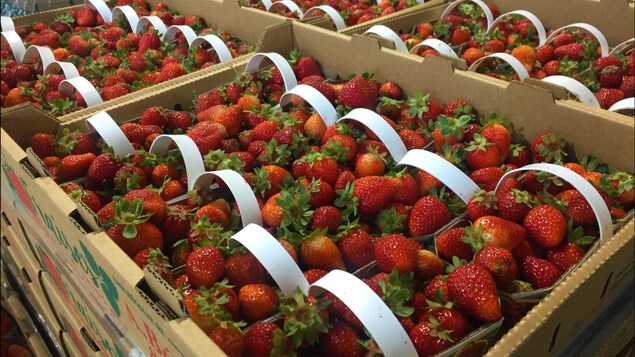 Paniers de fraises Paniers de fraises