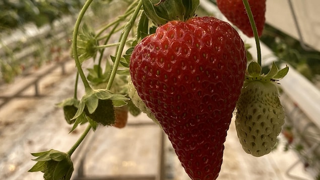 Une fraise de la serre Savoura à Danville, en Estrie.