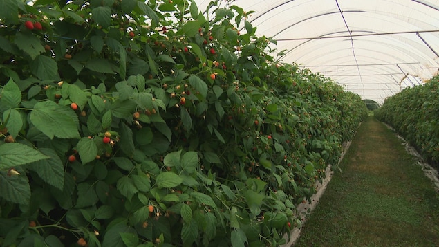  Les producteurs de framboises innovent pour s’adapter aux changements climatiques 