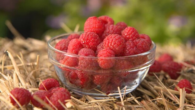 Des framboises dans un petit bol de verre.