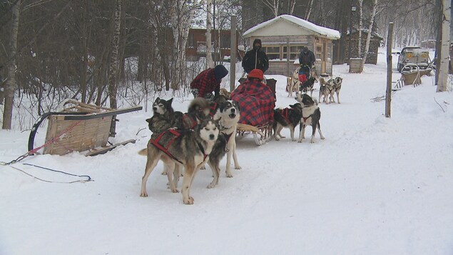 Des personnes qui font du traîneau à chiens.