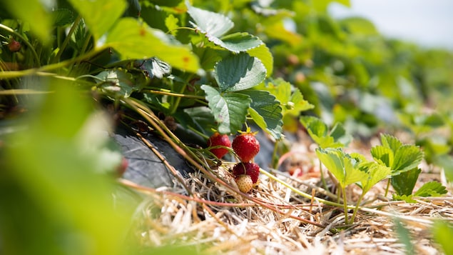 Des fraises mûres dans un champ.