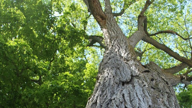 Un grand arbre entouré d'une bannière installée par des manifestants. Un grand arbre entouré d'une bannière installée par des manifestants.