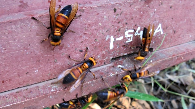 Une alarme distincte des abeilles contre les redoutables frelons géants