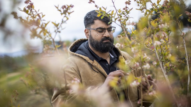 Sajan Mandair est photographié avec sa récolte de baies à Mandair Farms, à Abbotsford, en Colombie-Britannique, le jeudi 12 mai 2022.