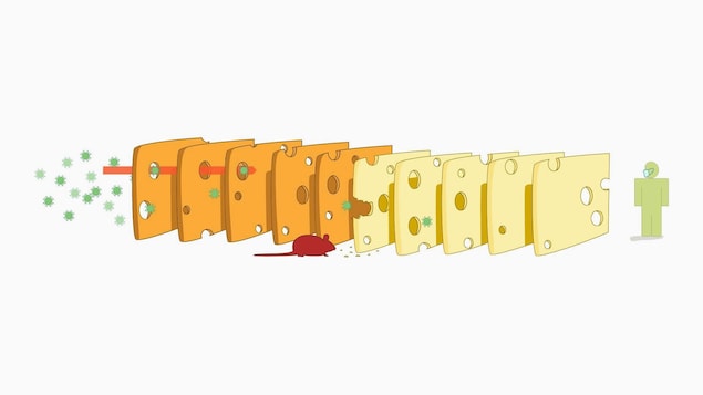 Plusieurs tranches de fromage suisse.
