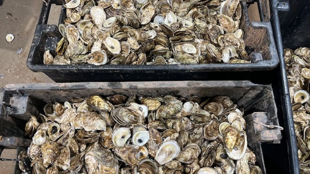 Hécatombe d’huîtres en Gaspésie et aux Îles