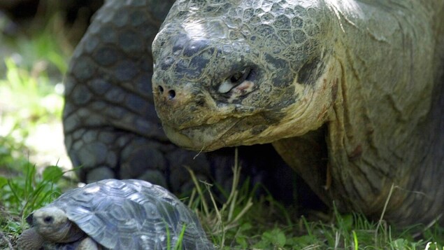 Photo d'une tortue et de son petit Photo d'une tortue et de son petit