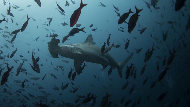Un requin-marteau nage près de l'île Wolf dans la réserve marine des Galápagos.