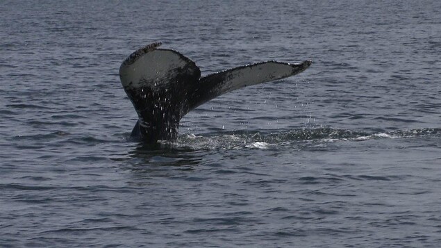 Rorquals, dauphins et marsouins en spectacle dans la baie de Gaspé