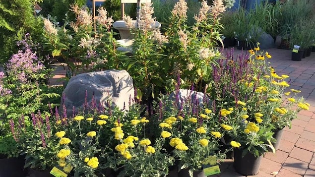 Des fleurs et des plantes en pots dans un centre de jardinage.