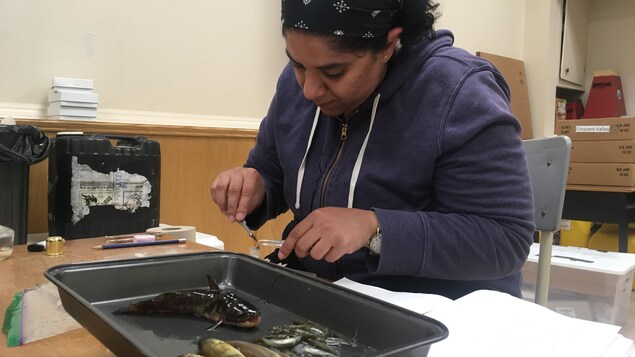 La chercheuse Gayathri Sreedharan prend des échantillons de tissus d'une nouvelle espèce de poisson trouvé dans le lac Spednic au Nouveau-Brunswick à l'occasion du projet BiotaNB. La chercheuse Gayathri Sreedharan prend des échantillons de tissus d'une nouvelle espèce de poisson trouvé dans le lac Spednic au Nouveau-Brunswick à l'occasion du projet BiotaNB.