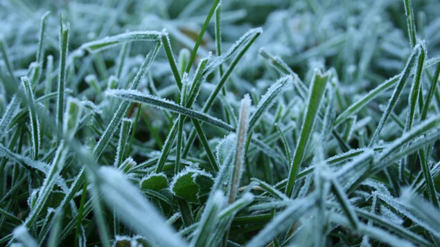 De l'herbe recouverte de givre.