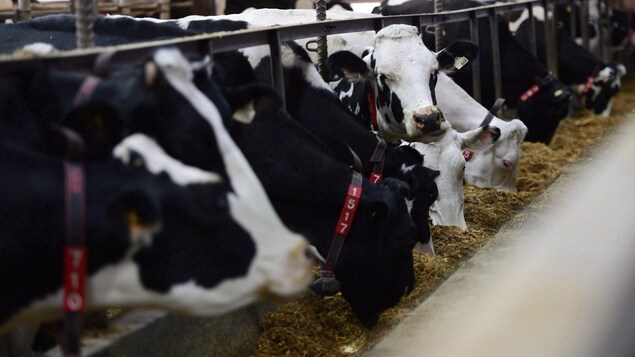 Des vaches dans une ferme laitière. Des vaches dans une ferme laitière.