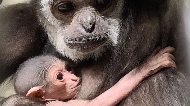 Un gibbon à mains blanches avec son nouveau-né
