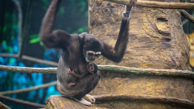 Une femelle gibbon et son bébé accroché à son ventre.