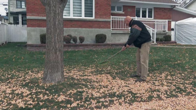 Un homme ramasse des graines de ginkgo sur sa pelouse.