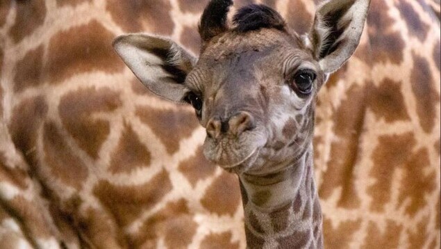 Le zoo de Toronto accueille un nouveau girafon