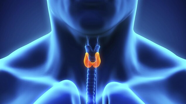 La glande thyroïde.