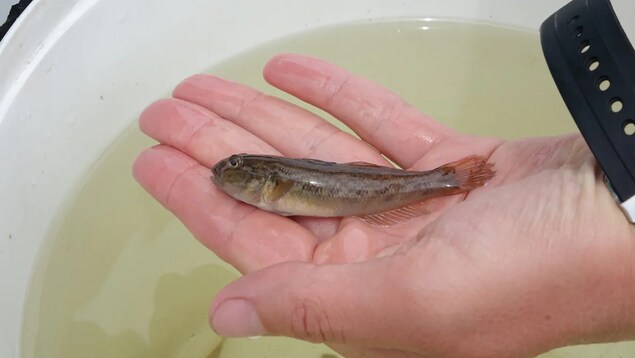 Un petit poisson dans la paume d'une main au dessus d'un seau d'eau