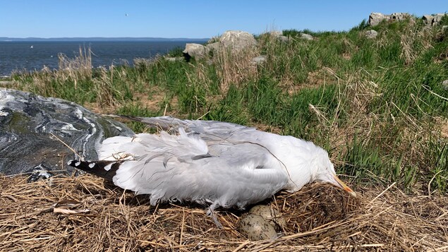 Grippe aviaire : les municipalités seront soutenues