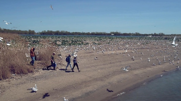 On voit de côté et de loin Jonathan Verreault et son équipe marcher sur l'île Deslauriers, entourés de goélands au sol et en vol.