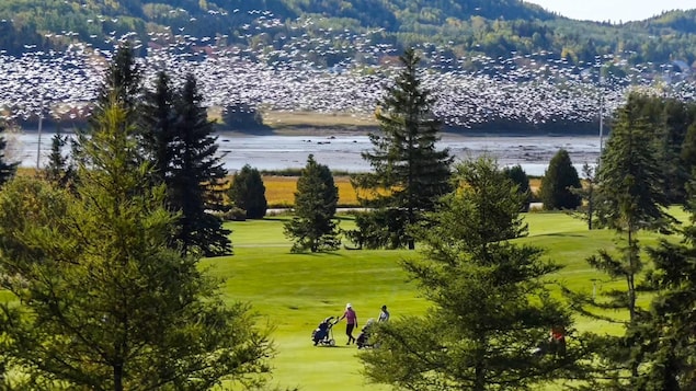 Deux personnes marchent sur un terrain de golf.