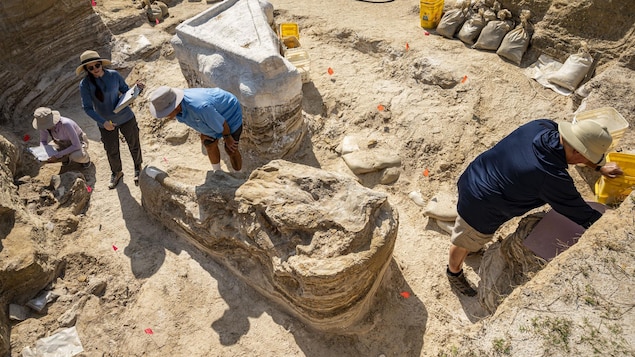 Le crâne fossilisé du gomphothère adulte.