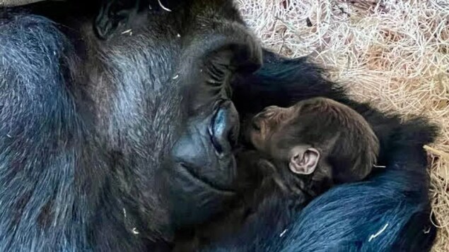 Le bébé gorille né récemment au Zoo de Calgary est une femelle