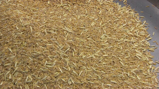 Des grains de Kernza Des grains de Kernza