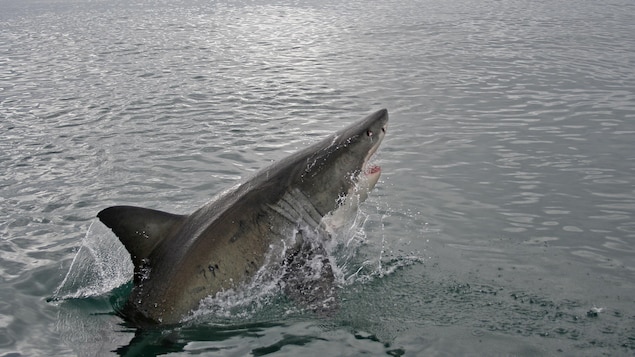 Un requin blanc au large de Grande-Rivière