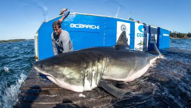 Un gros requin est sur un ponton à même le niveau de l'eau. Un chercheur effectue quelques manipulations. Un gros requin est sur un ponton à même le niveau de l'eau. Un chercheur effectue quelques manipulations.