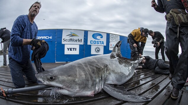 Un autre requin repose sur le ponton. Il a un tuyau dans la gueule. Un autre requin repose sur le ponton. Il a un tuyau dans la gueule.