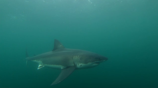 Un requin blanc dans l'eau.