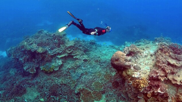 Un homme fait de la plongée dans la Grande Barrière de corail près de l'île Lady Elliot, près de l'État de Queensland en Australie.