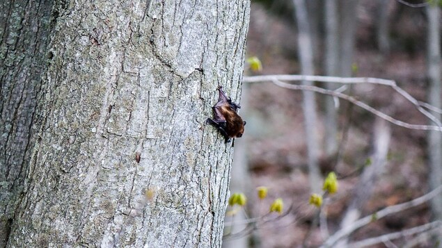 Une grande chauve-souris brune accrochée à un arbre Une grande chauve-souris brune accrochée à un arbre
