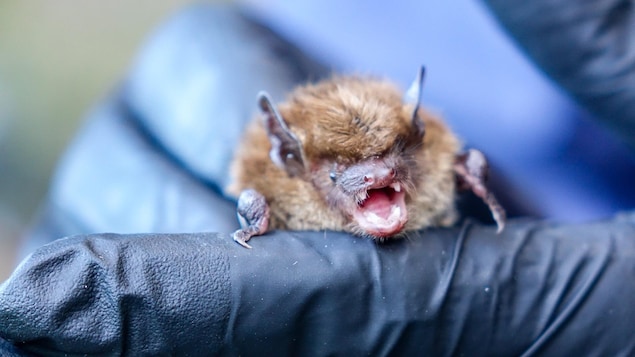 Un employé du Zoo de Granby tient une grande chauve-souris brune dans ses mains. Un employé du Zoo de Granby tient une grande chauve-souris brune dans ses mains.