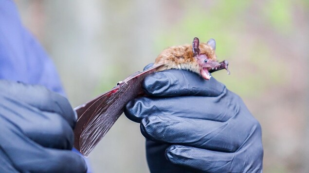 Un employé du Zoo de Granby tient une grand chaude-souris brune dans ses mains Un employé du Zoo de Granby tient une grand chaude-souris brune dans ses mains