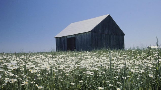 Vieille grange au milieu d'un champ de marguerites en été.