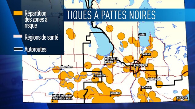 Une carte du Manitoba avec des ronds jaunes qui indiquent les zones à risque pour les tiques à pattes noires. Une carte du Manitoba avec des ronds jaunes qui indiquent les zones à risque pour les tiques à pattes noires.
