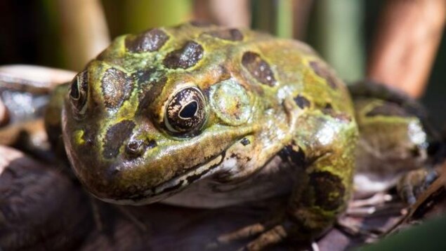 Gros plan sur le visage d'une grenouille léopard. Gros plan sur le visage d'une grenouille léopard.