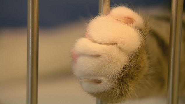 Une patte de chat non-dégriffée. Une patte de chat non-dégriffée.