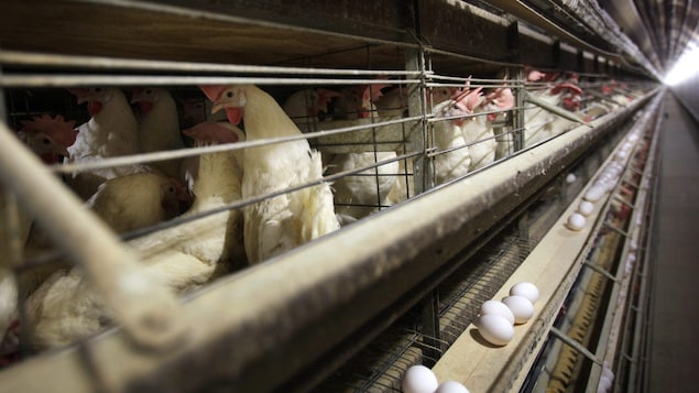 Les cas de grippe aviaire sont plus nombreux que prévu au Québec
