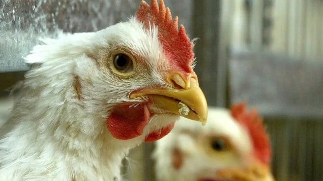 Bird flu cases detected on two British Columbia farms