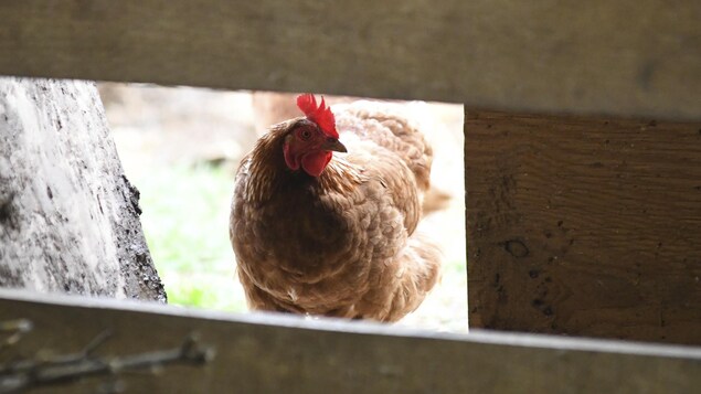 Three new farms in Haute-Yamaska ​​affected by bird flu