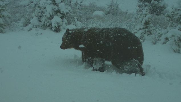 Un grizzly capté par caméra dans la neige. Un grizzly capté par caméra dans la neige.