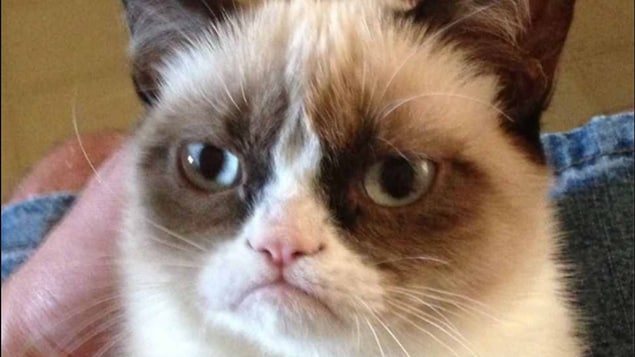 Gros plan sur le faciès renfrogné de Grumpy Cat.