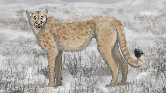 Une technique de chasse bien distincte pour le « guépard américain »